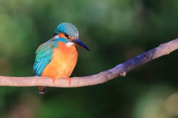 カワセミ 東高根森林公園 2022年2月5日(土)