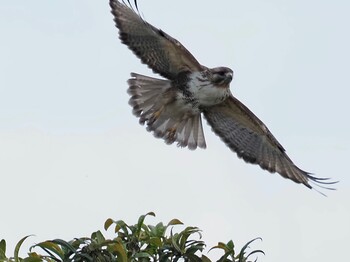 2022年2月3日(木) 安城市の田んぼの野鳥観察記録