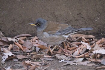 Pale Thrush Shakujii Park Sat, 2/5/2022