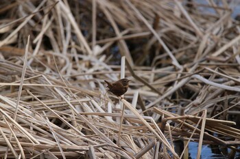 Eurasian Wren Shakujii Park Sat, 2/5/2022