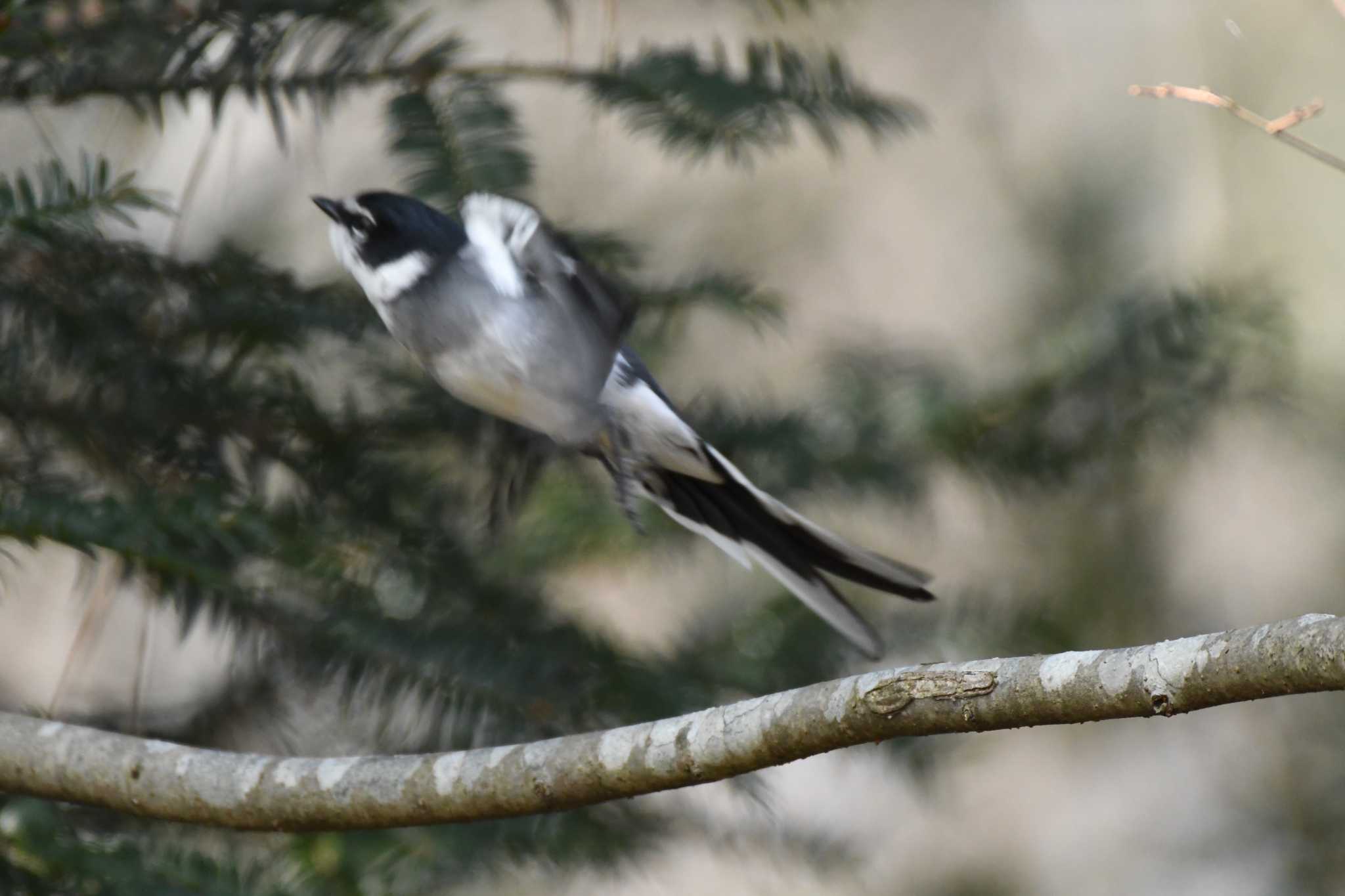 Ryukyu Minivet