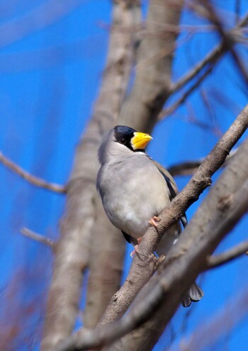 Japanese Grosbeak 杭瀬川スポーツ公園 Tue, 1/18/2022