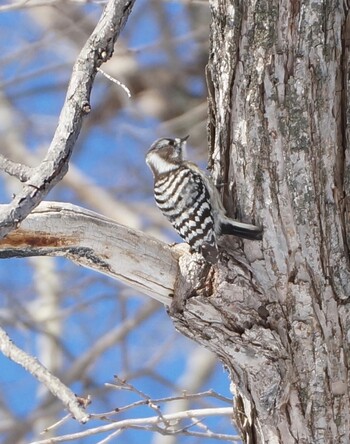 Japanese Pygmy Woodpecker Makomanai Park Sat, 2/5/2022