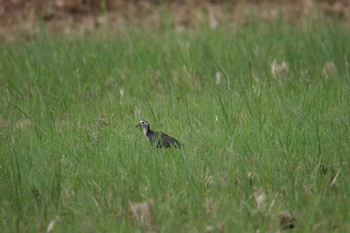 White-breasted Waterhen Ishigaki Island Tue, 7/18/2017