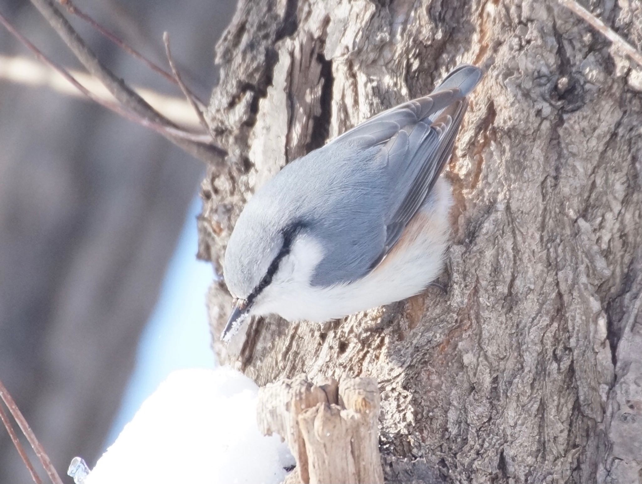 Photo of Eurasian Nuthatch(asiatica) at Makomanai Park by xuuhiro