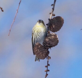 Eurasian Siskin Makomanai Park Sat, 2/5/2022