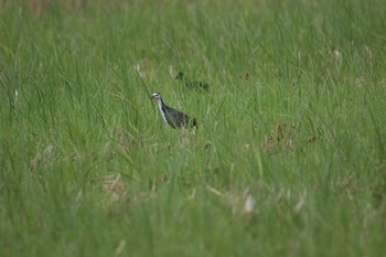 White-breasted Waterhen Ishigaki Island Tue, 7/18/2017