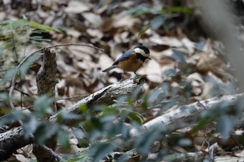 Varied Tit 篠栗九大の森 Sat, 2/5/2022