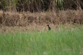 White-breasted Waterhen Ishigaki Island Tue, 7/18/2017