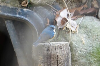 2022年2月5日(土) 篠栗九大の森の野鳥観察記録