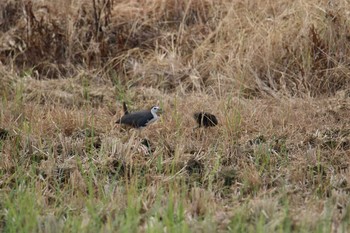 White-breasted Waterhen Ishigaki Island Tue, 7/18/2017