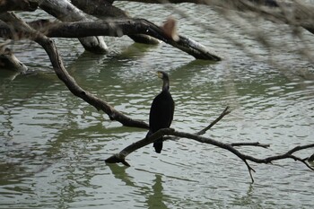 Great Cormorant 篠栗九大の森 Sat, 2/5/2022