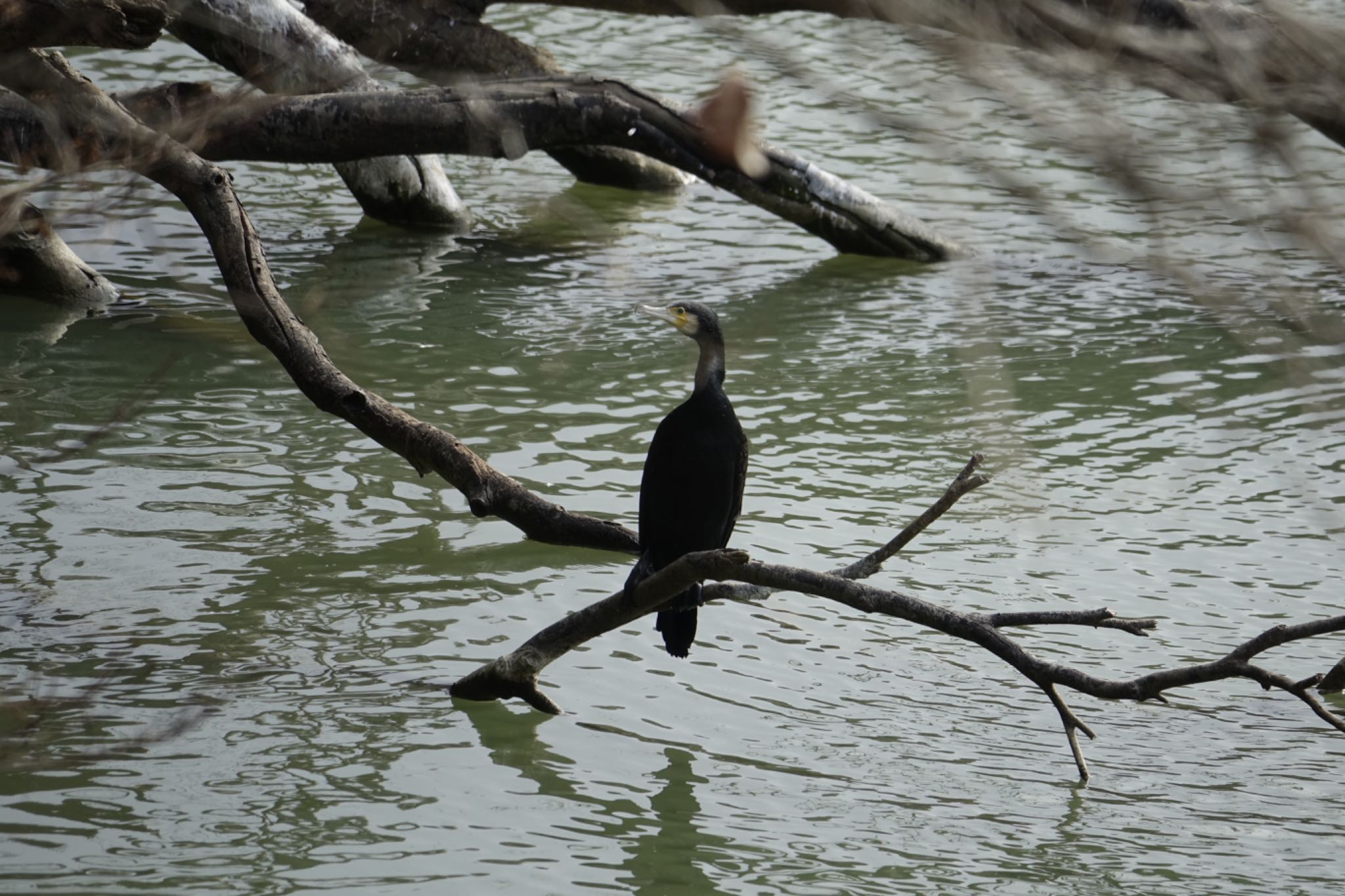Photo of Great Cormorant at 篠栗九大の森 by O S