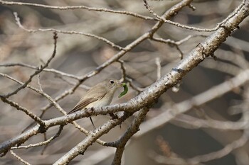 2022年2月5日(土) 松江城の野鳥観察記録