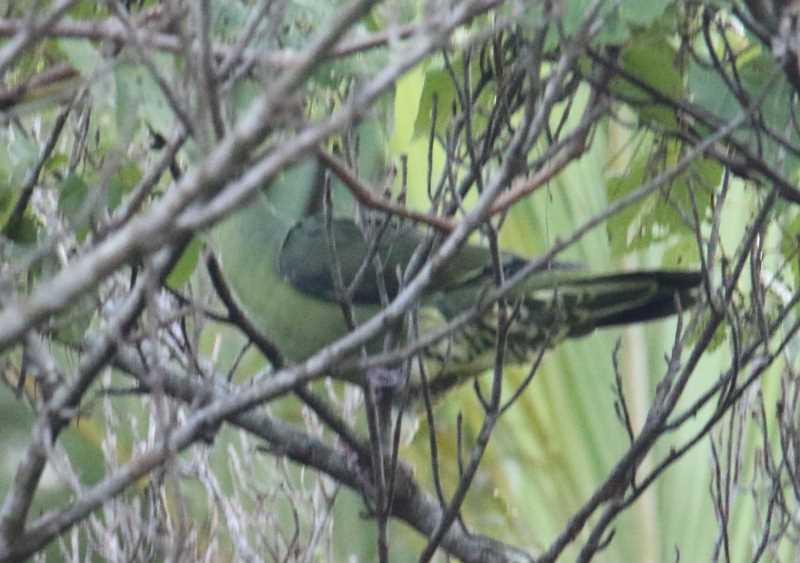 Photo of Ryukyu Green Pigeon at 沖縄県宮古島市 by マイク