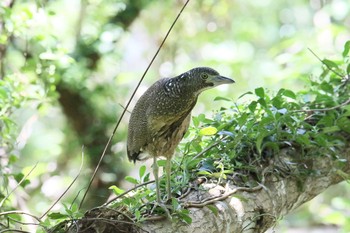 Malayan Night Heron Ishigaki Island Wed, 7/19/2017