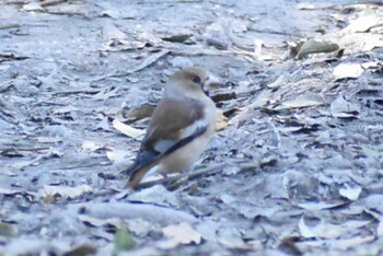 Hawfinch 埼玉県さいたま市 Sat, 2/5/2022