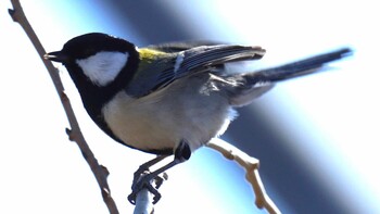 2022年2月5日(土) 埼玉県さいたま市の野鳥観察記録