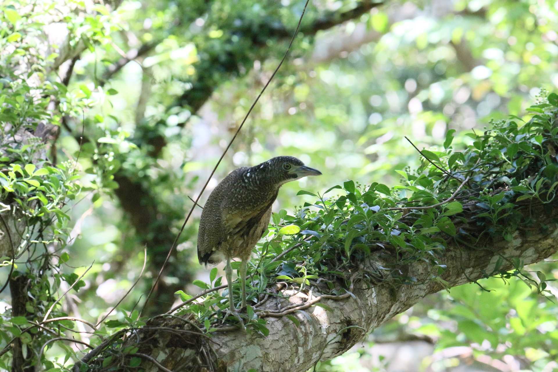 石垣島 ズグロミゾゴイの写真 by マイク