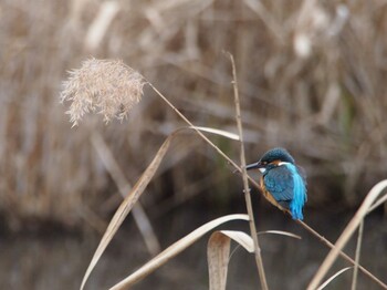 カワセミ こども自然公園 (大池公園/横浜市) 2022年1月23日(日)