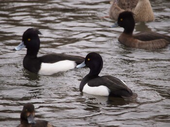 キンクロハジロ こども自然公園 (大池公園/横浜市) 2022年1月23日(日)