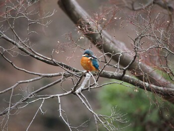 Common Kingfisher Kodomo Shizen Park Sun, 1/23/2022