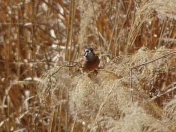 Meadow Bunting 奈良山公園 Sat, 2/5/2022