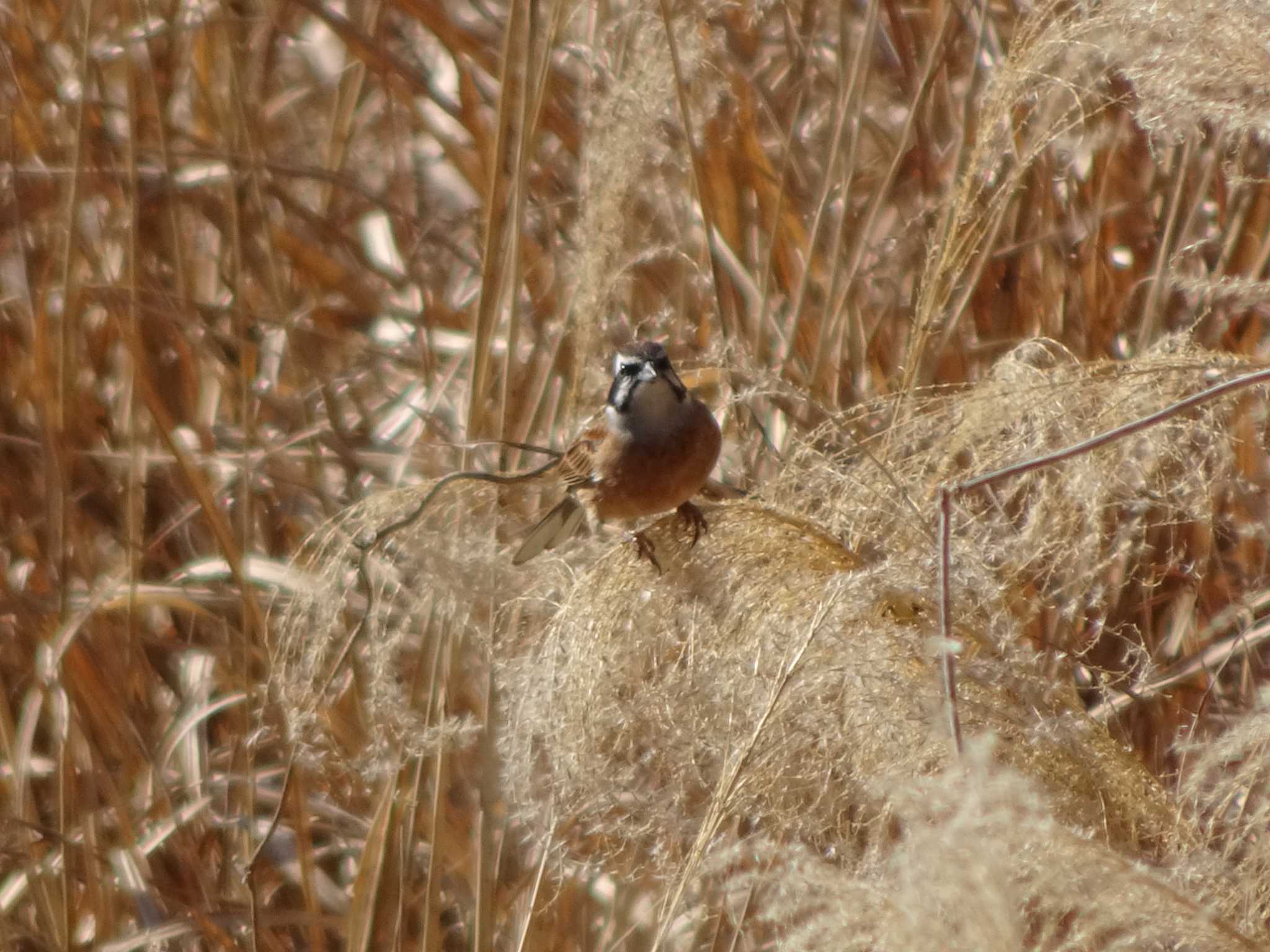 Photo of Meadow Bunting at 奈良山公園 by Kozakuraband