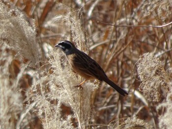 Meadow Bunting 奈良山公園 Sat, 2/5/2022