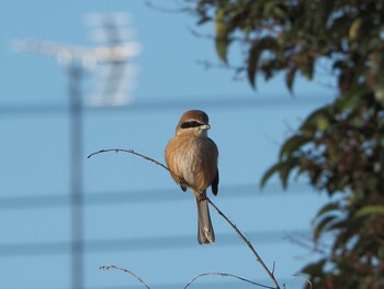 Sat, 2/5/2022 Birding report at 多摩川二ヶ領宿河原堰