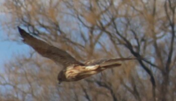 2022年2月5日(土) 渡良瀬遊水地の野鳥観察記録