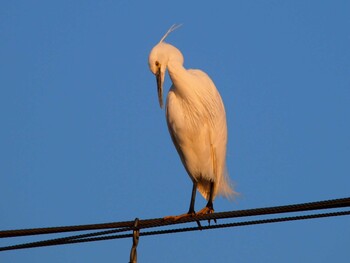 Great Egret Shin-yokohama Park Wed, 2/2/2022