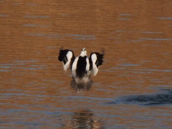 Smew Shin-yokohama Park Wed, 2/2/2022