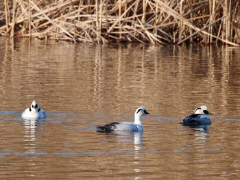 Smew Shin-yokohama Park Wed, 2/2/2022