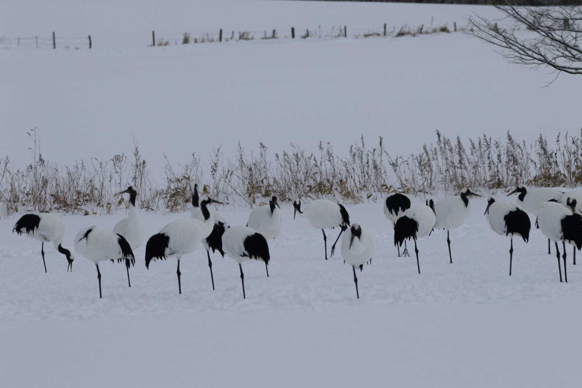 釧路市 タンチョウの写真 by マイク