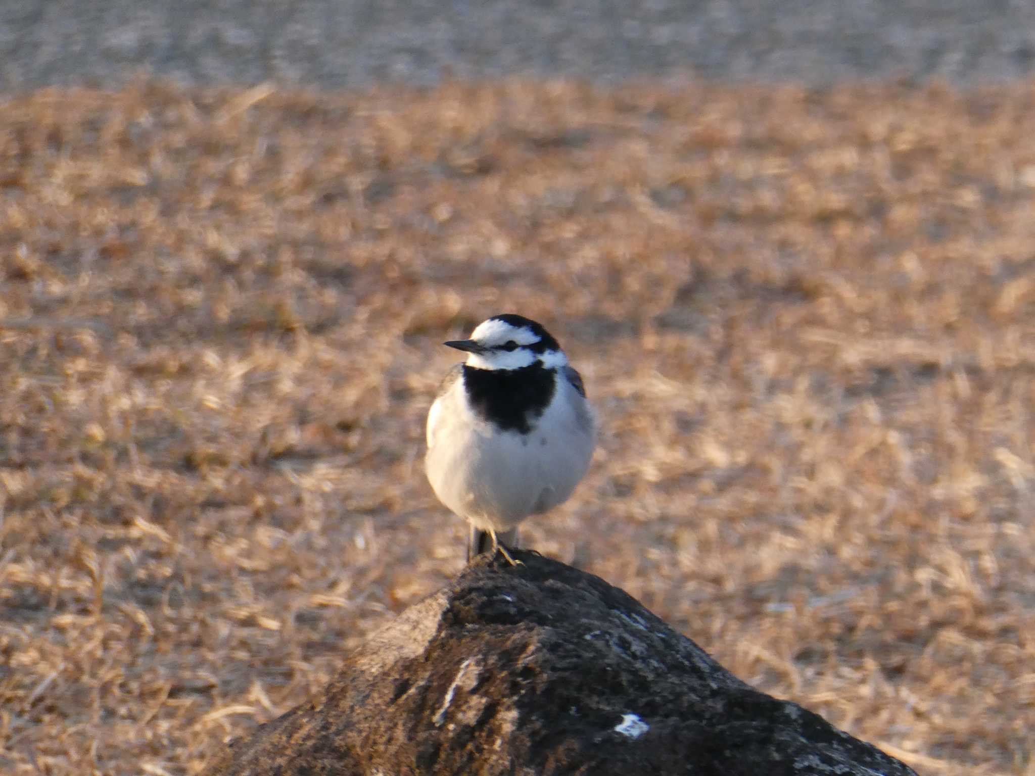 新横浜公園 ハクセキレイの写真 by 塩昆布長