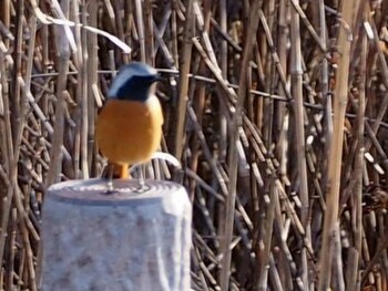 Daurian Redstart Shin-yokohama Park Wed, 2/2/2022