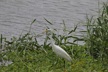 Great Egret Ishigaki Island Tue, 7/18/2017