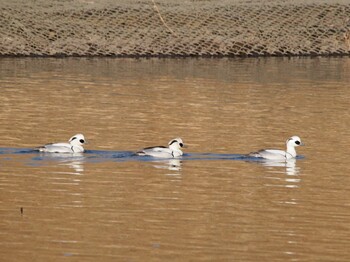 Smew Shin-yokohama Park Wed, 2/2/2022