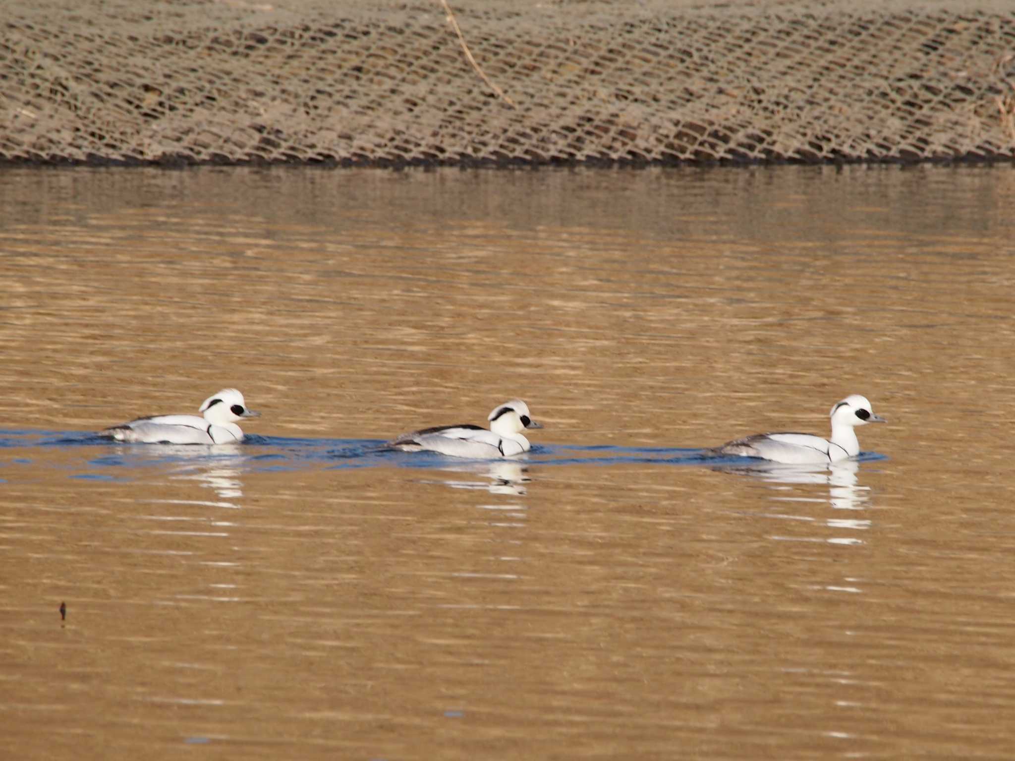 Photo of Smew at Shin-yokohama Park by 塩昆布長