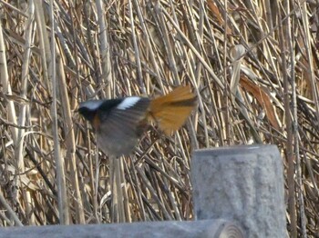 2022年2月2日(水) 新横浜公園の野鳥観察記録