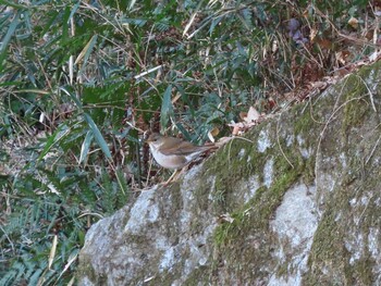 2022年2月5日(土) 寺家ふるさと村の野鳥観察記録