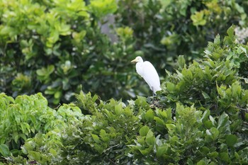 Great Egret Ishigaki Island Tue, 7/18/2017