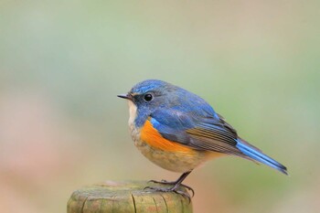 Red-flanked Bluetail Unknown Spots Sat, 1/29/2022