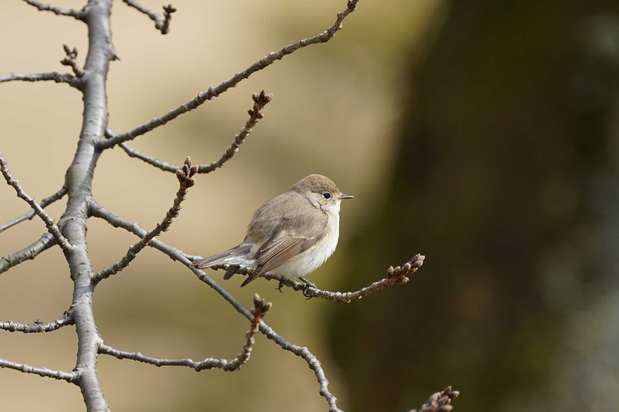 Red-breasted Flycatcher