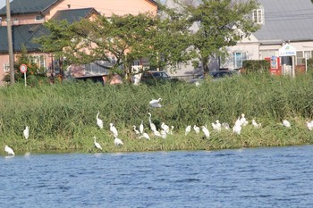 Great Egret Isanuma Fri, 8/26/2016