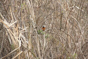 Daurian Redstart Unknown Spots Sun, 1/23/2022