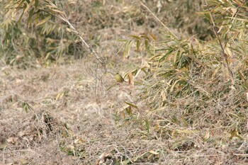 Masked Bunting Unknown Spots Sun, 1/23/2022