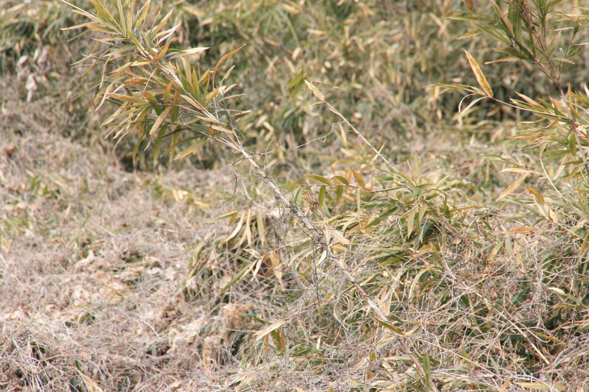 Photo of Masked Bunting at  by Koutoku