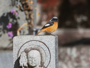 2022年2月5日(土) 多磨霊園の野鳥観察記録